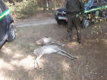 В Маневицькому районі браконьєри застрелили козулю з козеням. ФОТО