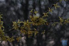 Весна на Волині: неймовірні фото квітучих дерев