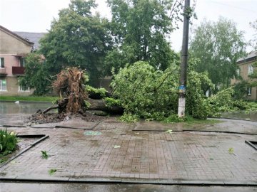 У Сумах буревій повалив дерева на автомобілі та будинки. ФОТО
