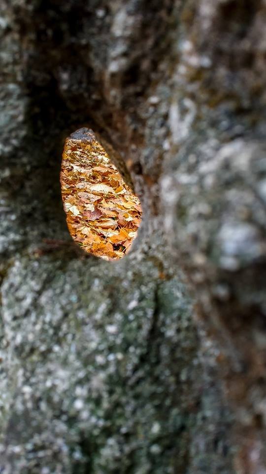 Моторошний луцький парк у полоні туману. ФОТО