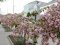 Жива музика, смаколики та перекриття вулиці: у волинському місті – свято цвітіння сакур 