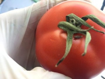 На Волині у турецьких помідорах знайшли томатну міль