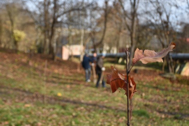 У луцькому батонічному саду висадили 40 саджанців дуба