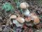 Курйозне фото: на Волині гриби виросли «у два поверхи»