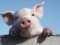 На Ратнівщині повирізали усіх свиней 
