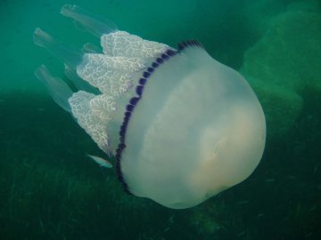 В Одесі – нашестя небезпечних медуз
