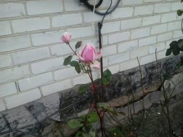 Тепла зима в Шацьку: квітнуть троянди та розпускаються бруньки