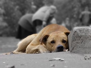 Туди-сюди: собак з інших міст після стерилізації у Луцьку повертають «додому»