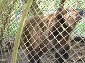 За переведення ведмедів в інший вольєр лучани заплатять 40 тисяч гривень
