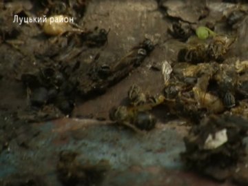 В одному з волинських сіл – масова загибель бджіл. ФОТО. ВІДЕО