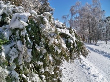 Прогноз погоди в Луцьку та області на 11 грудня