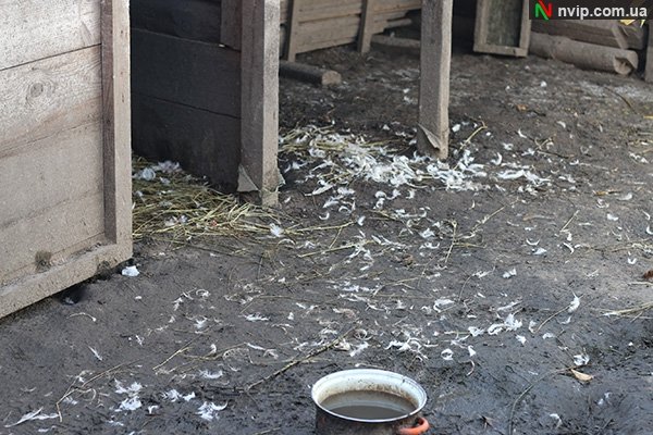 На Волині «чупакабра» убила два десятки качок. ФОТО. ВІДЕО