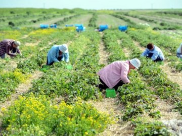 «Якщо не приїдуть, це буде катастрофа» , –  польські фермери про сезонних робітників з України