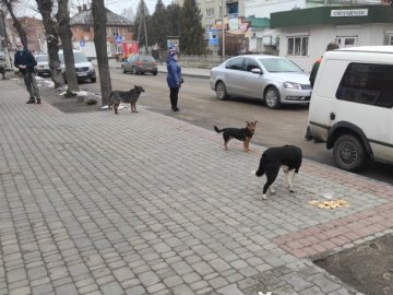 У місті на Волині агресивні собаки покусали людей