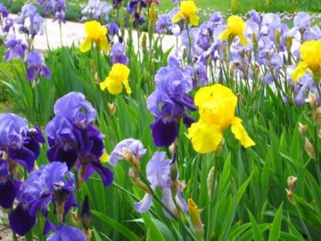 28 травня – яке сьогодні свято  і чому в цей день не варто садити рослини