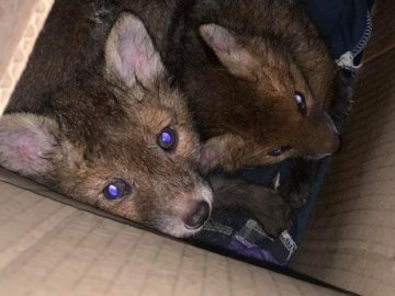 Волинянка врятувала трьох лисенят, яких намагалися продати на «приманку» собакам