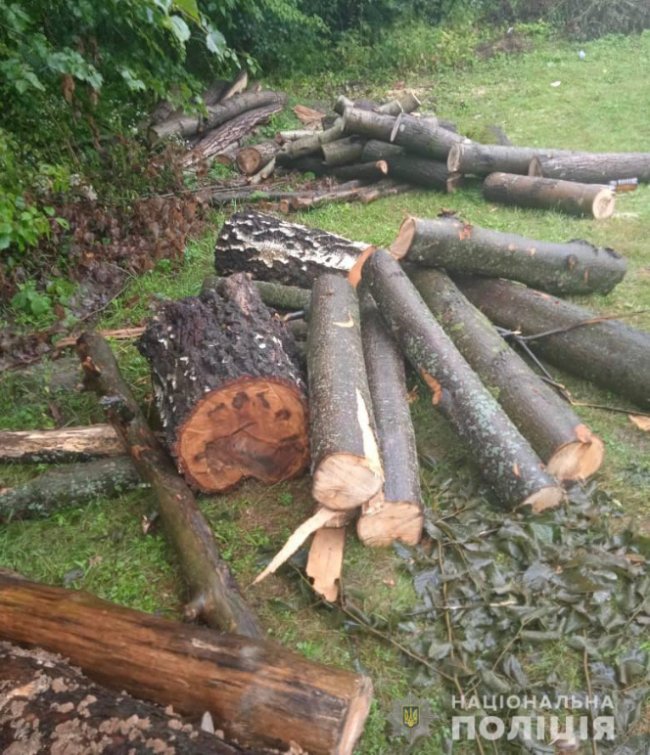 30-річний волинянин заплатить 80 тисяч за те, що незаконно зрубав дерева у лісі