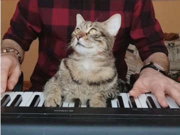 Кіт-піаніст став зіркою мережі: кумедне відео