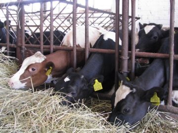 Жителі Турійщини погрожують зарізати корів  