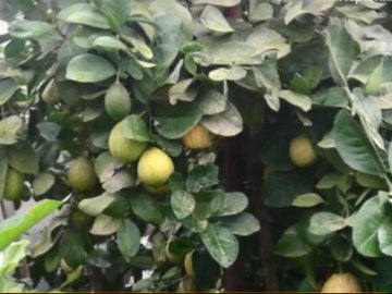 Волинянин вирощує апельсини і лимони під землею. ВІДЕО