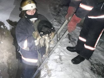 Спецоперація: як у селі під Луцьком рятували собаку