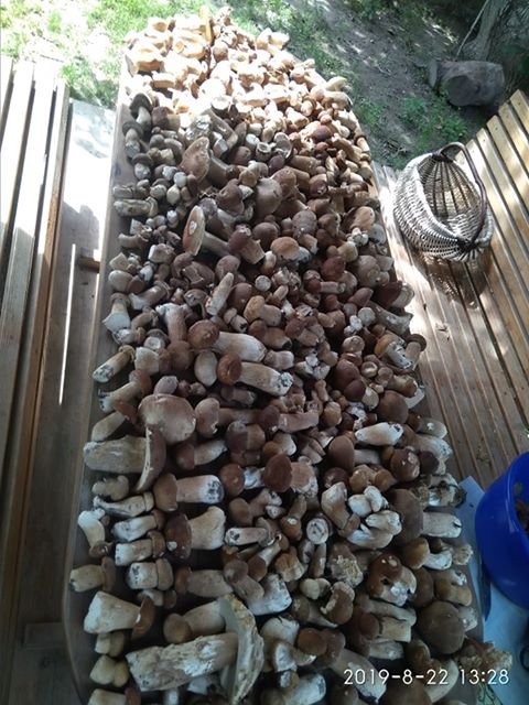Рекордний «улов»: на Волині чоловік назбирав повні кошики білих грибів. ФОТО
