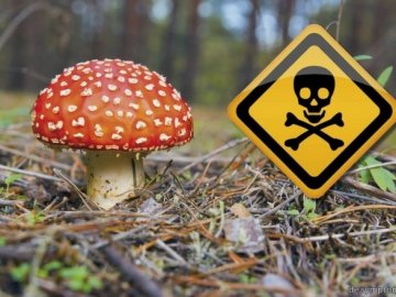 У Києві грибами отруїлося четверо дітей