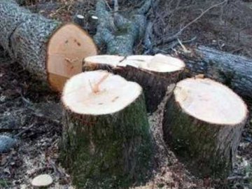 На Волині незаконно зрізали пів сотні дерев