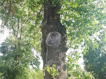 Чудо на Волині: на дереві люди побачили образ Богоматері. ФОТО