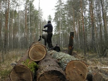 Неповнолітні крадуть ліс на Волині