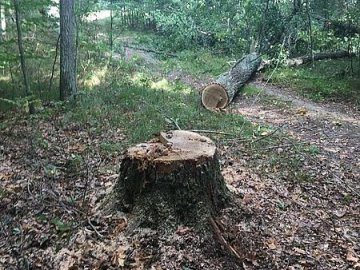 У лісництві на Волині чоловік зрізав дерево цінної породи