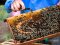 Поблизу Світязя облаштували пасіку, де виробляють «лісовий» мед