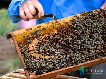 Поблизу Світязя облаштували пасіку, де виробляють «лісовий» мед
