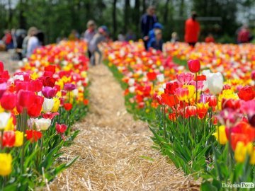 Сплюндрували півполя: як на Волині проходить масштабний фестиваль тюльпанів