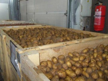 Ковельську поліцію звинуватили у «кришуванні» заготівельників картоплі