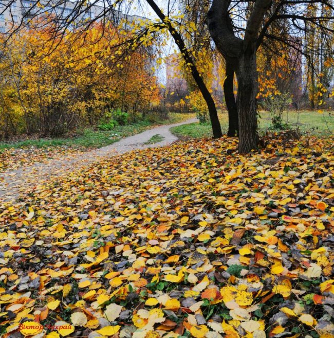 «Останнє золото»: фотограф показав осінню красу Луцька