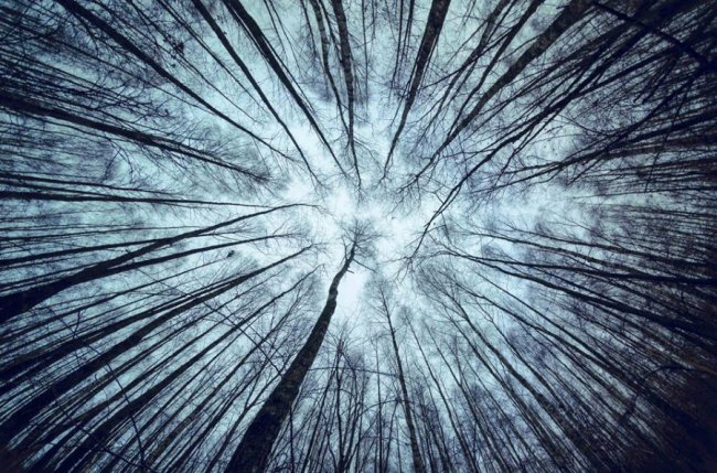 Волинський нацпарк показав неймовірні фото «легень планети» у різні пори року
