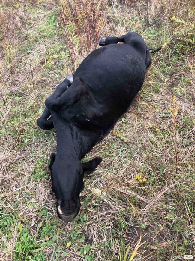 Історія повторюється: фермер з Волині знову заявляє про вбивство худоби. ФОТО 18+