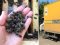 На Закарпатті загинули 8 мільйонів бджіл, яких доставляли вантажівкою пошти 