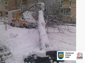 У Львові від снігопаду впала сотня дерев. ФОТО