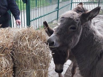 У Луцькому зоопарку організували  «Food Fest» для тварин. ФОТО