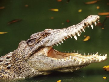 Крокодил загриз туриста, який підійшов до річки помити руки