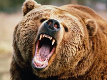 «Серійний» ведмідь: на Прикарпатті величезний хижак викрадає корів