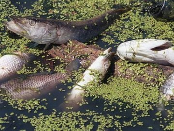 Дніпро отруїли: в головній річці країни масово гине риба