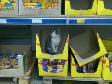 У луцькому супермаркеті поселився кіт. ФОТОФАКТ