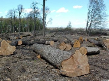 Як Юрій Луценко контролює ситуацію вирубки лісу. ВІДЕО