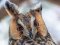 Волинський фотограф показав неймовірну красу птахів, які лишились зимувати в Луцьку. ФОТО