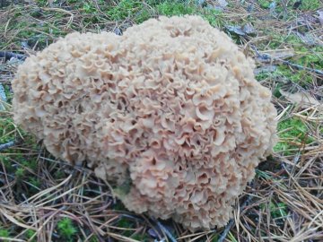 У шацькому лісі знайшли рідкісний «гриб-баран». ФОТО