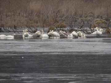 На волинському водосховищі зимують 40 лебедів. ФОТО