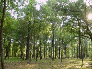 На Волині в приватної фірми забрали 10 тисяч гектарів лісу